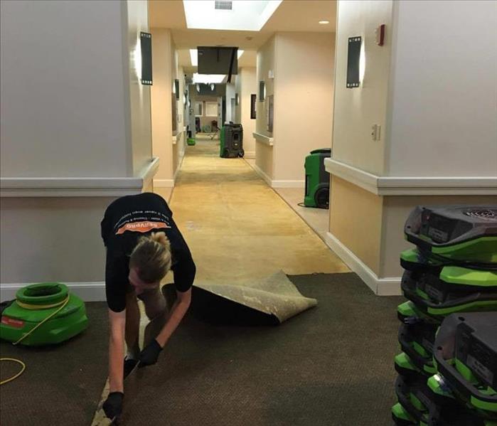 servpro technician removing carpet in senior living facility hallway with green fans and dehumidifiers lining hallway behind 
