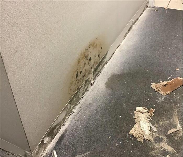 white wall with baseboards removed and mold growth exposed