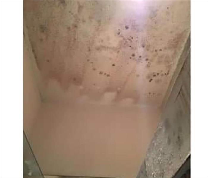 Ceiling with mold growing on it