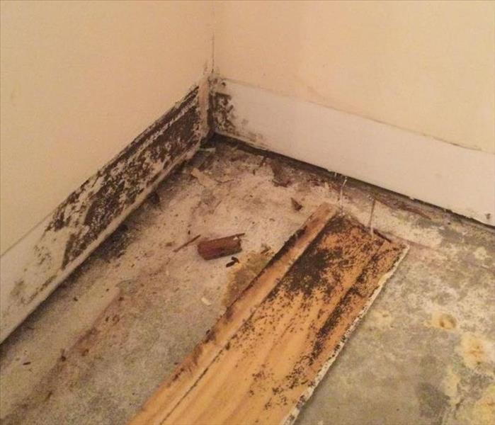 corner of white wall with baseboard removed revealing mold growth 
